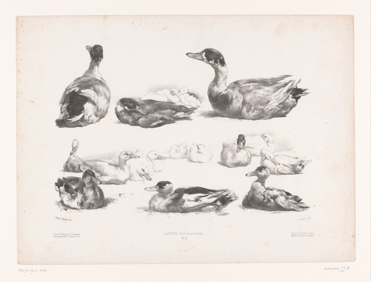 Études de groupes de canards couchés - Jules Joseph Augustin Laurens