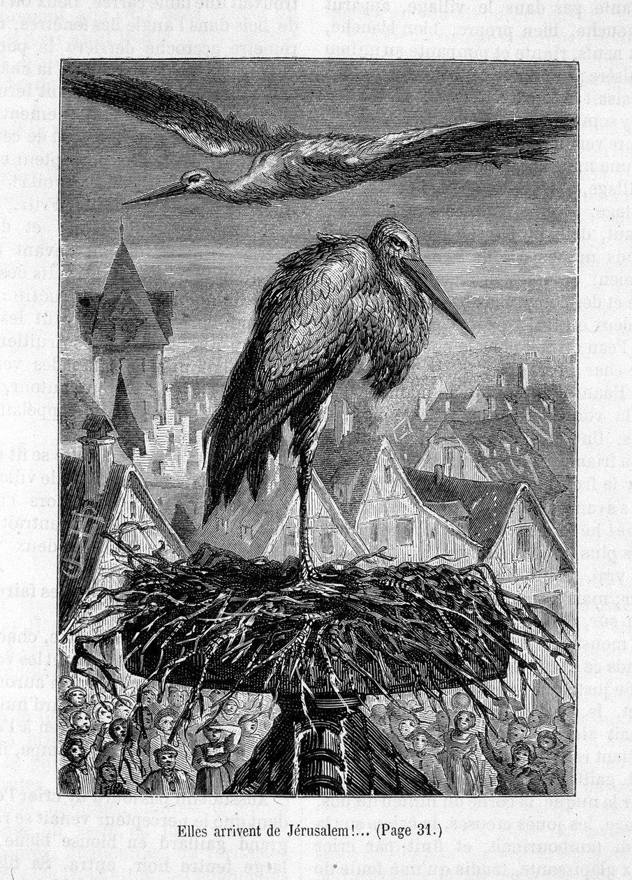 Cigognes sur un toit - dans "L