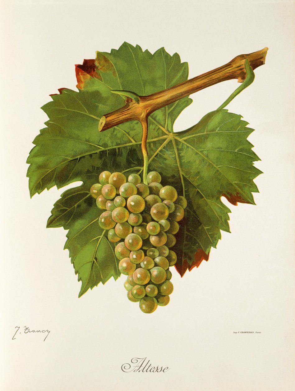 Raisin Altesse - Jules Troncy