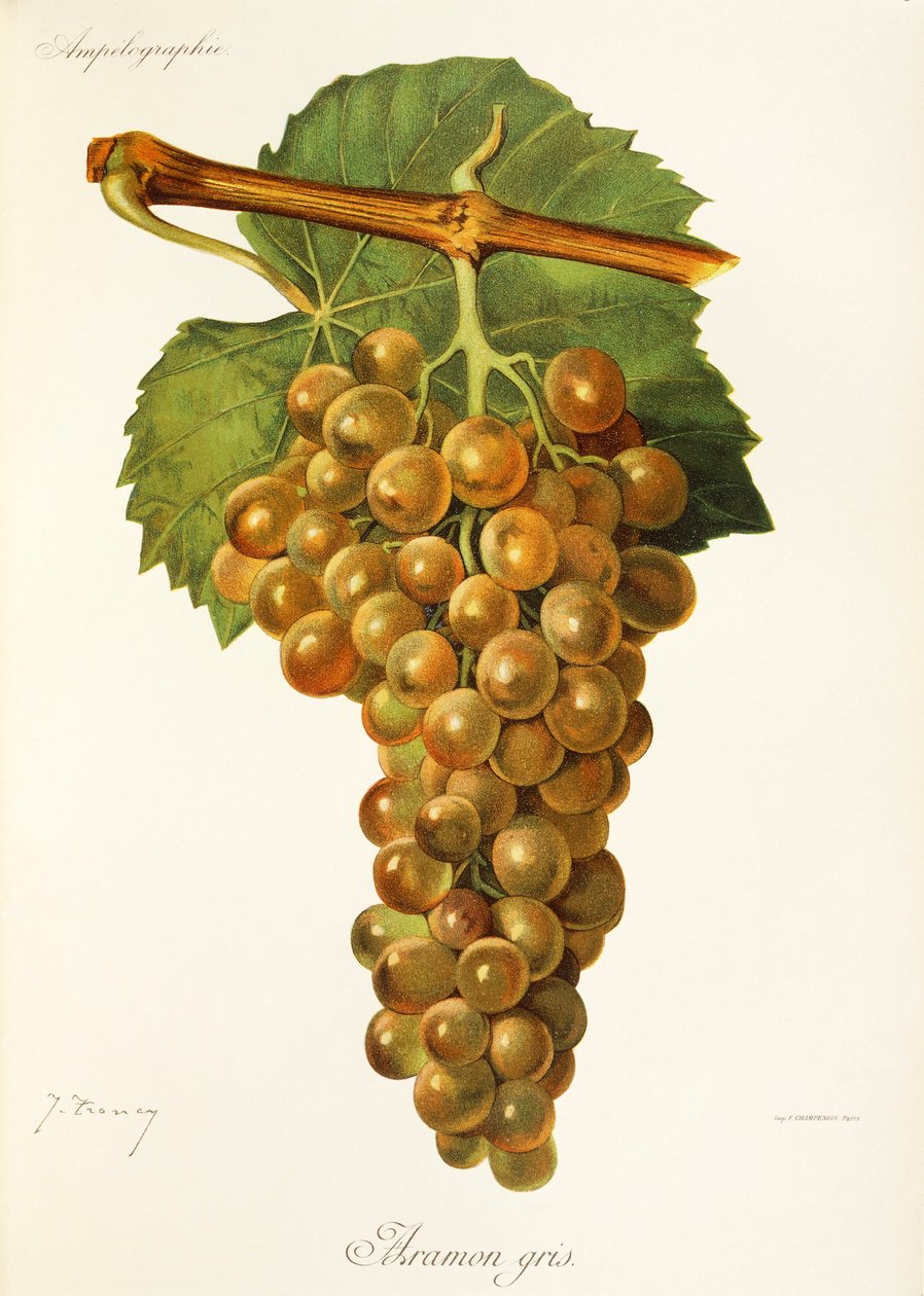 Raisin Aramon Gris - Jules Troncy