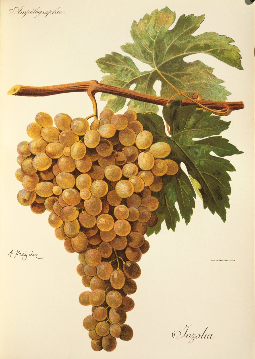 Raisin Aspiran par J. Troncy - Jules Troncy
