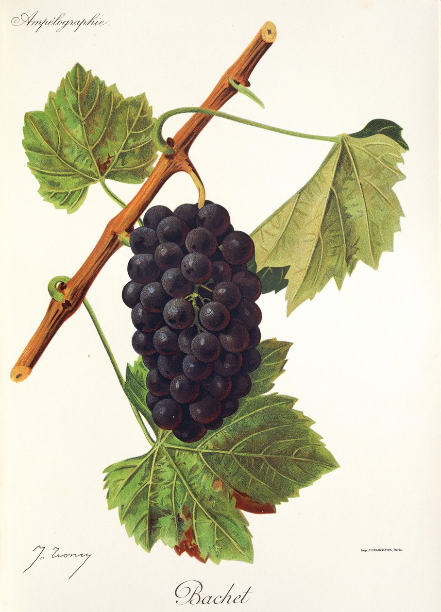 Raisin Bachet - Jules Troncy