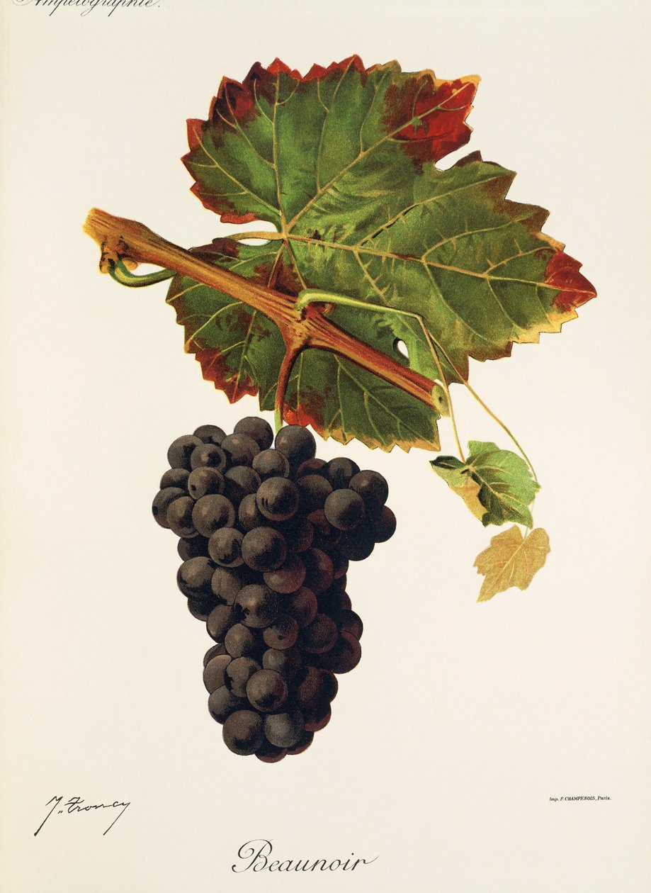 Beaunoir - Jules Troncy