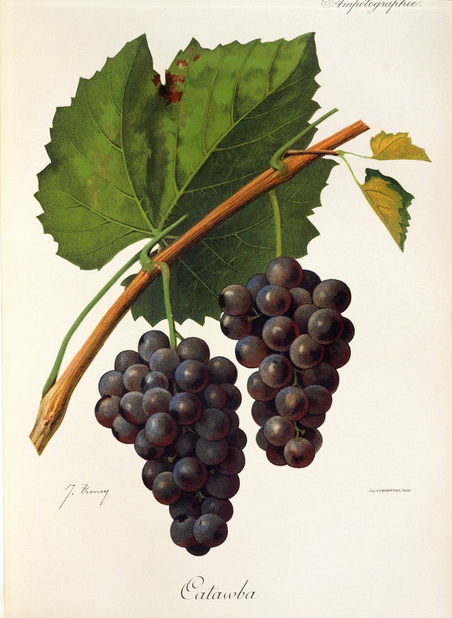 Raisin Catawba par J. Troncy - Jules Troncy