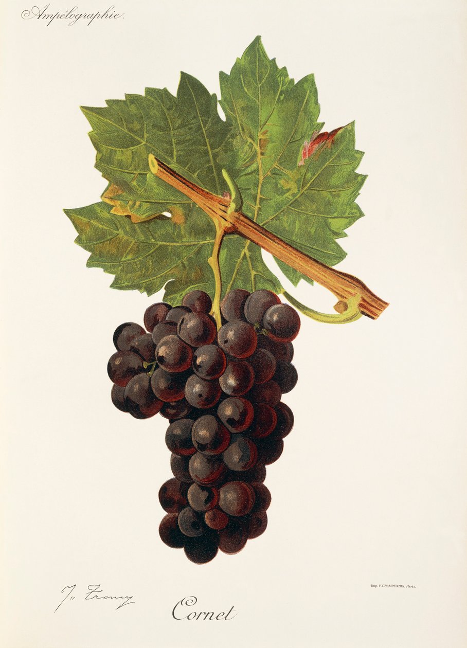Raisin Cornet - Jules Troncy