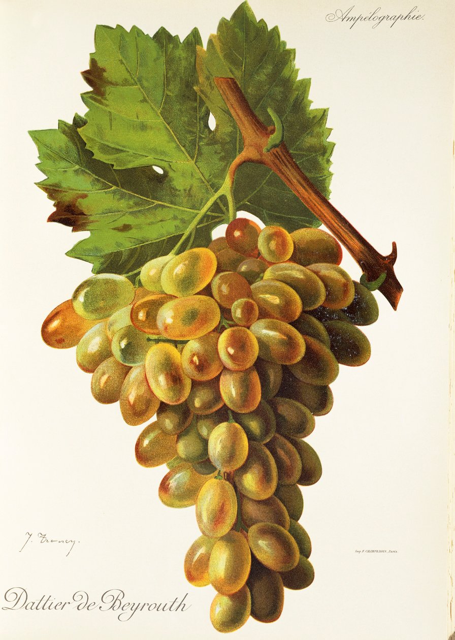 Raisin Dattier de Beyrouth - Jules Troncy