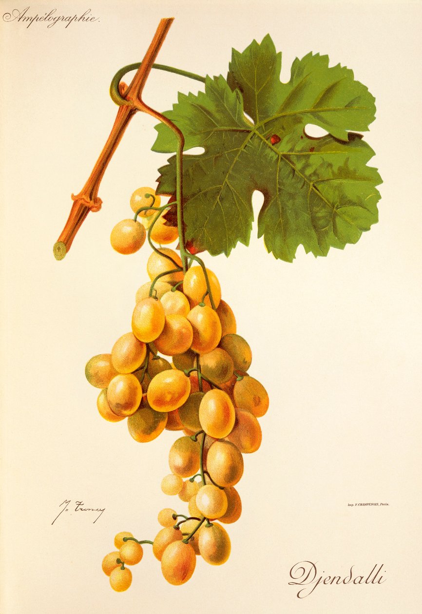 Raisin Djendalli - Jules Troncy