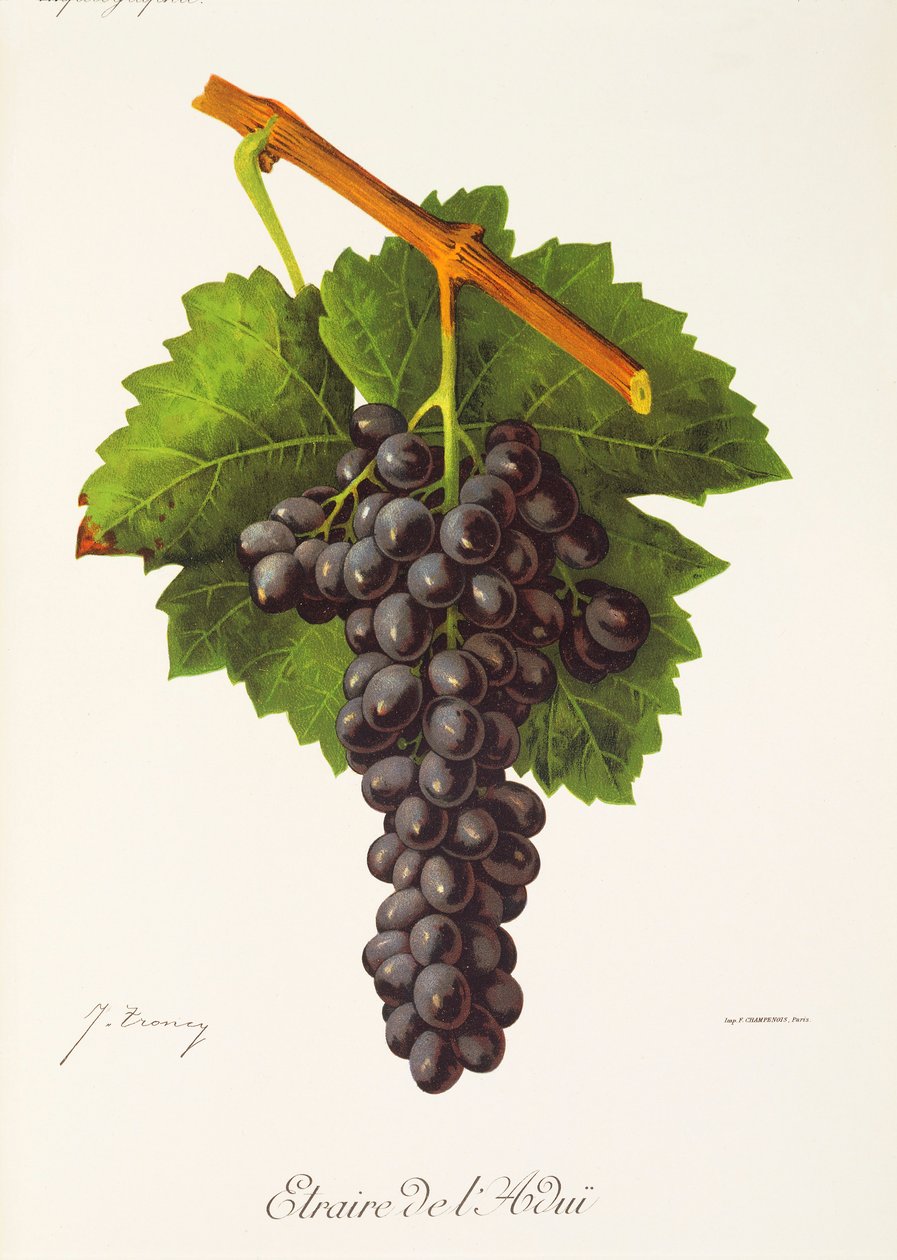 Raisin Etraire de l