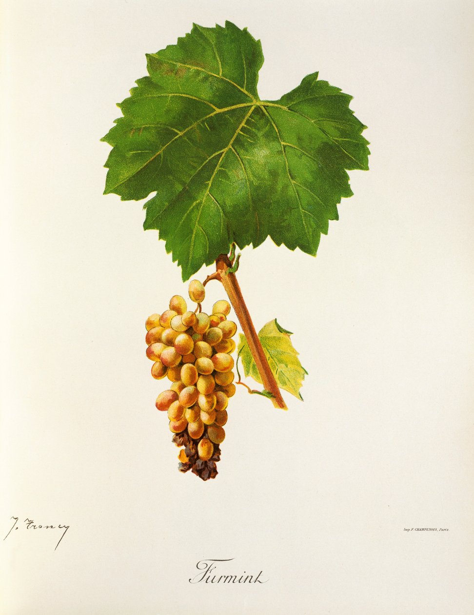 Raisin Furmint par J. Troncy - Jules Troncy