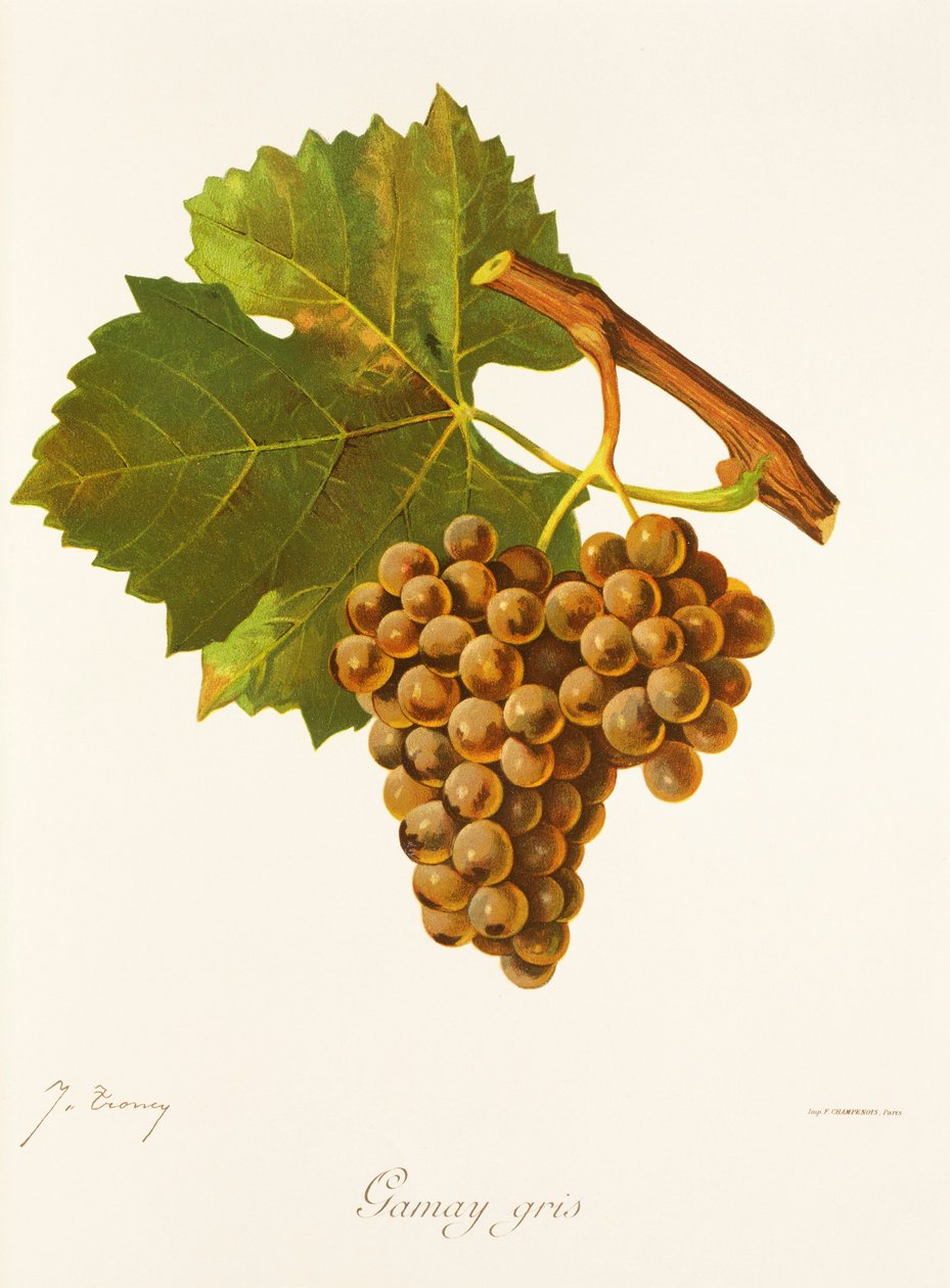 Raisin Gamay Gris par J. Troncy - Jules Troncy