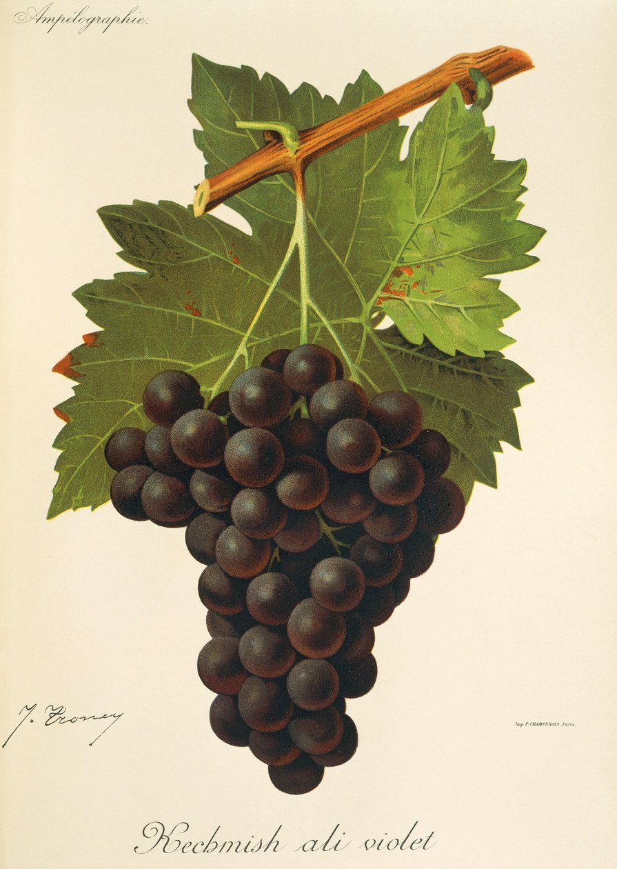 Raisin Kechmish Ali Violet - Jules Troncy