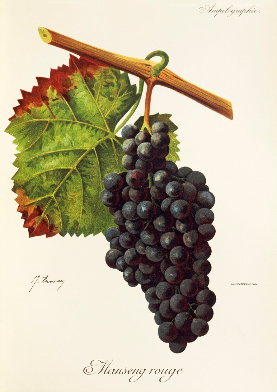Manseng Rouge - Jules Troncy