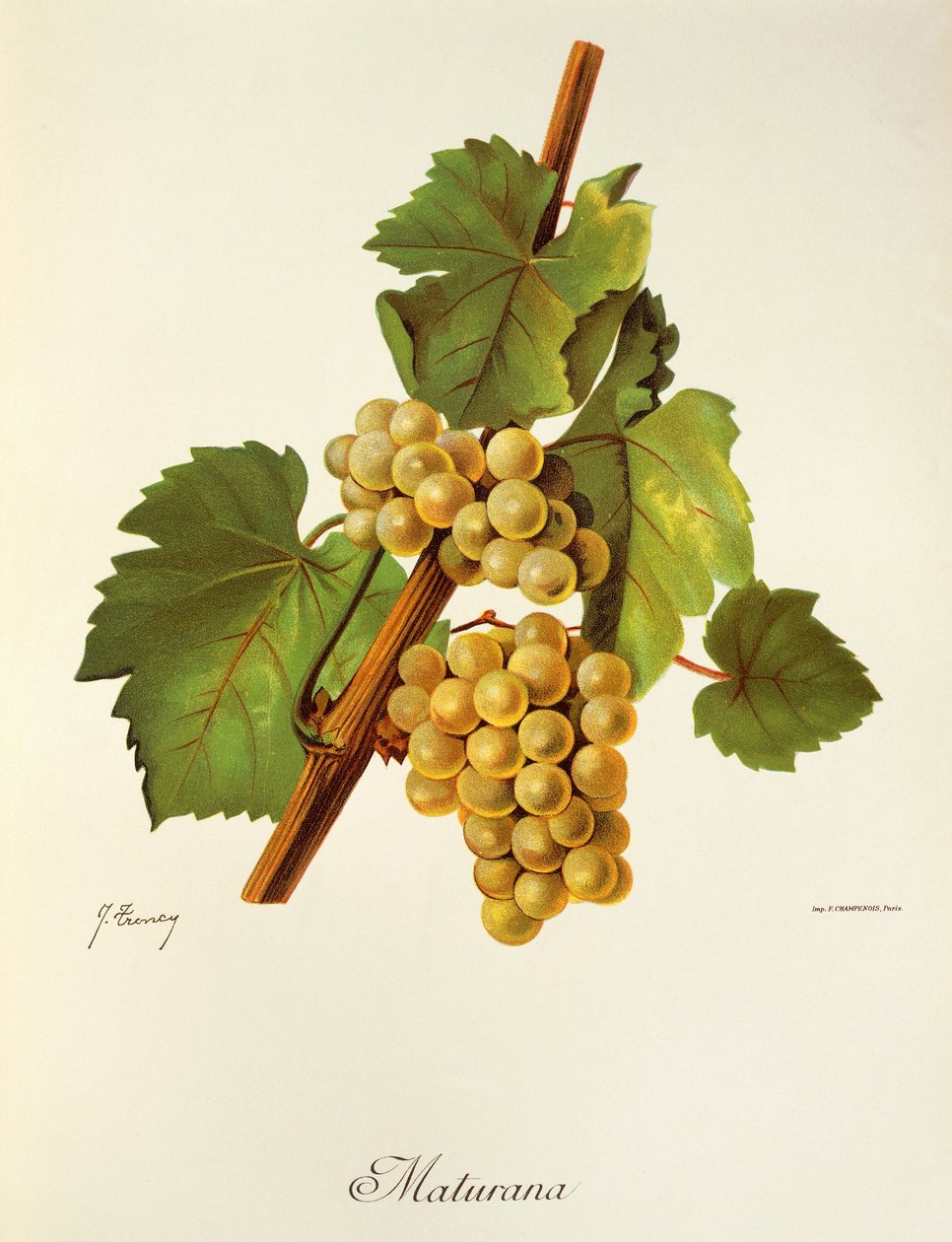 Raisin Maturana par J. Troncy - Jules Troncy