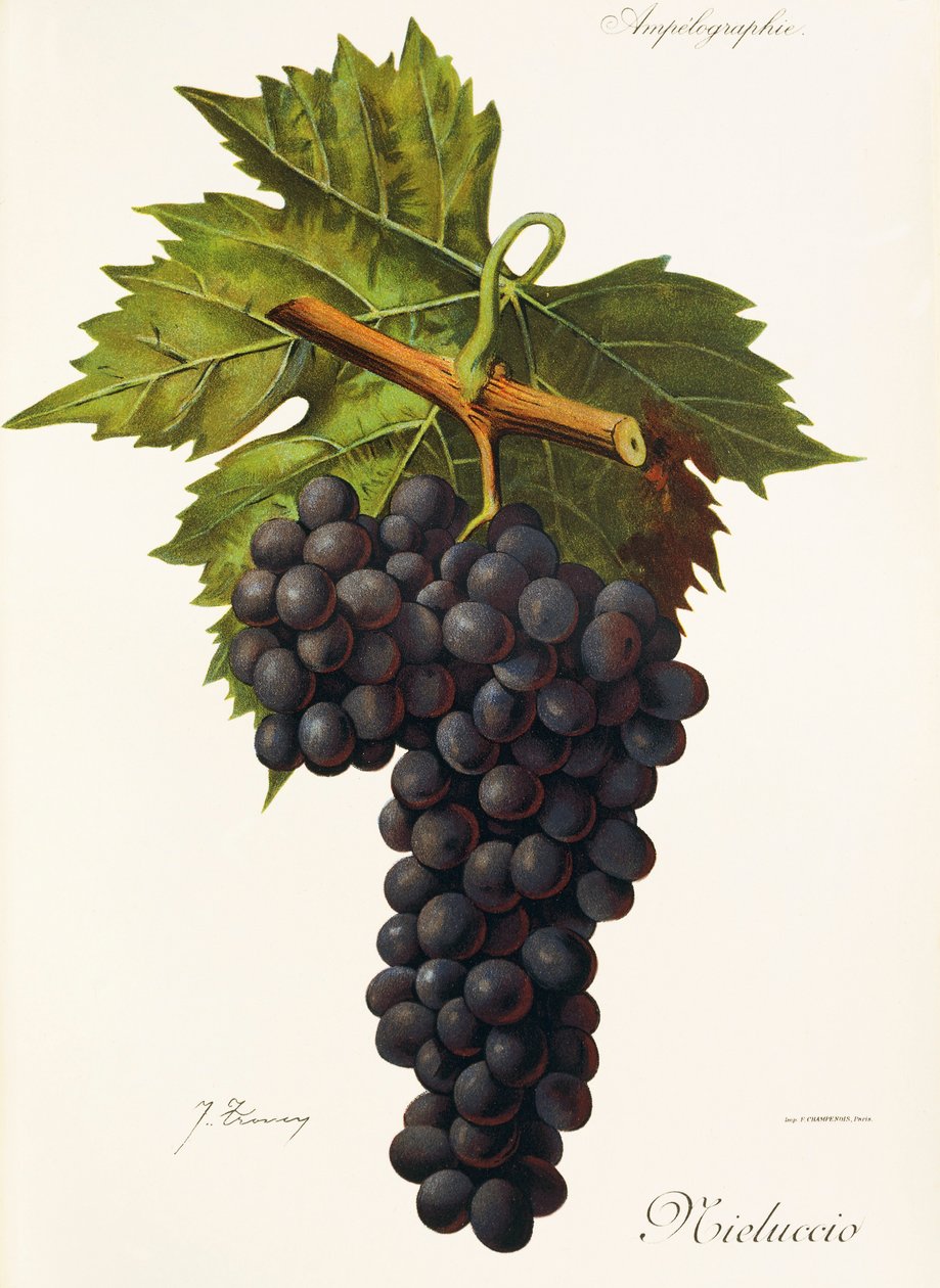 Mieluccio - Jules Troncy