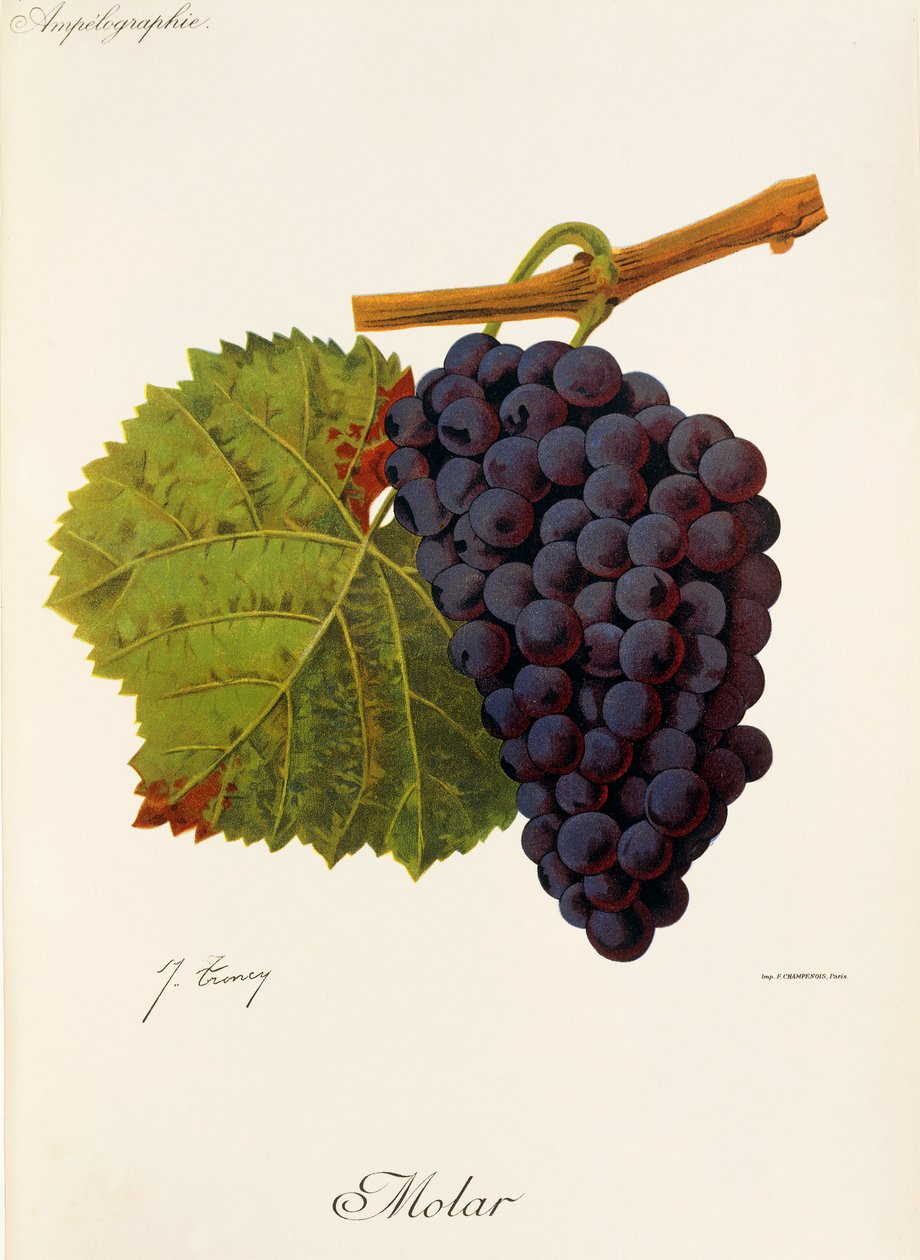 Raisin Molar par J. Troncy - Jules Troncy