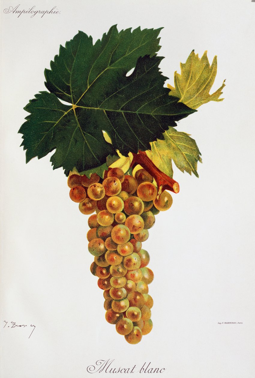 Raisins Moscato blancs (Muscat blanc) de Jules Troncy de Ampelographie, Traité général de viticulture, vol III, par Pierre Viala et Victor Vermorel, Paris - Jules Troncy