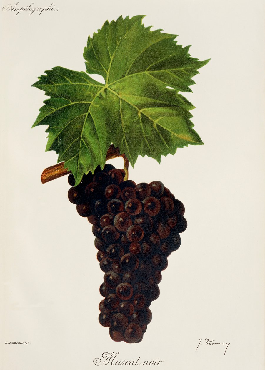 Raisin Muscat Noir - Jules Troncy
