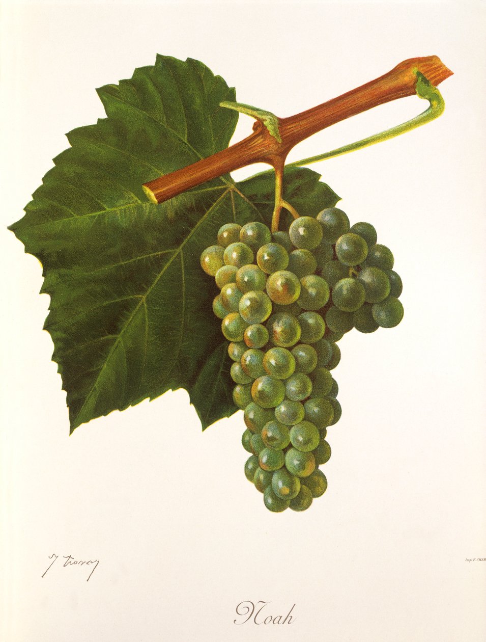 Raisin Noah - Jules Troncy