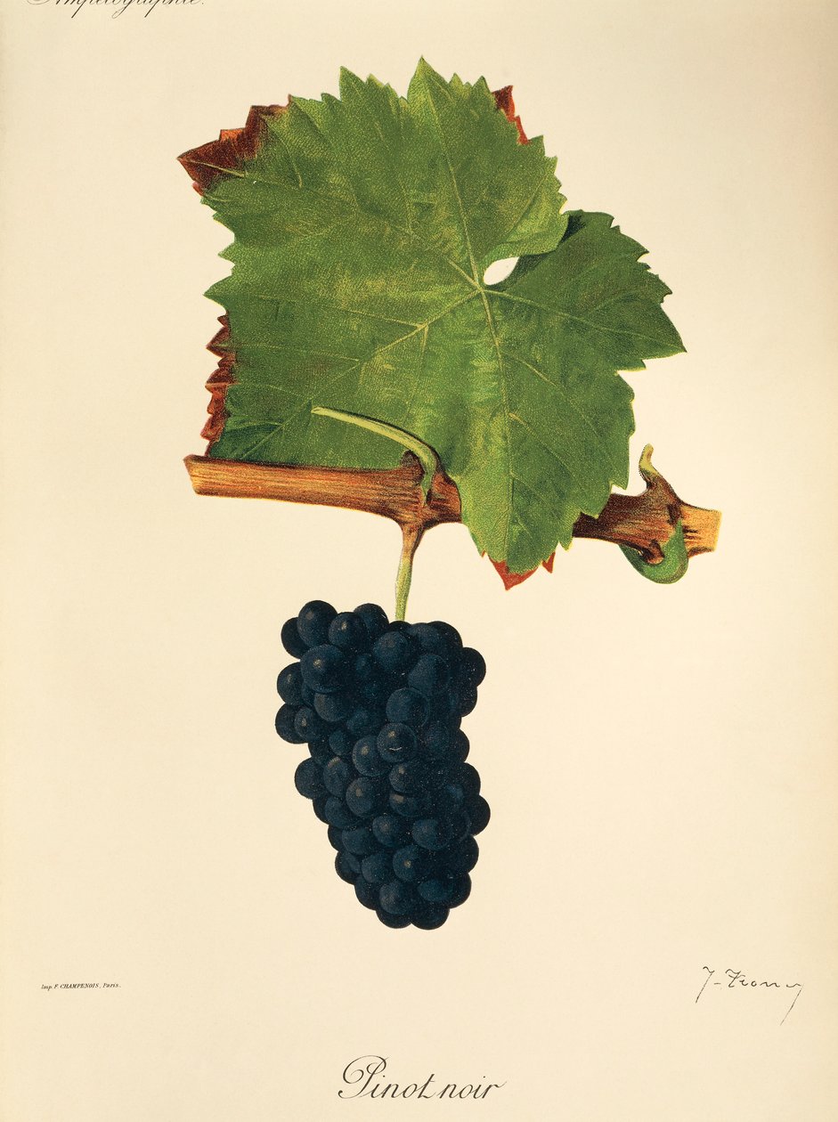 Pinot Noir - Jules Troncy
