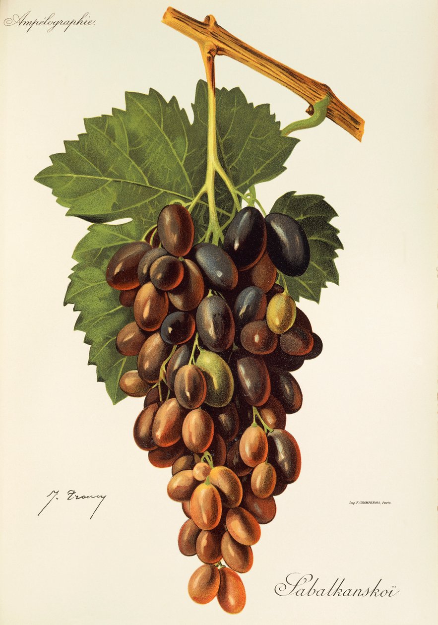 Raisin Sabalkanskoi par J. Troncy - Jules Troncy