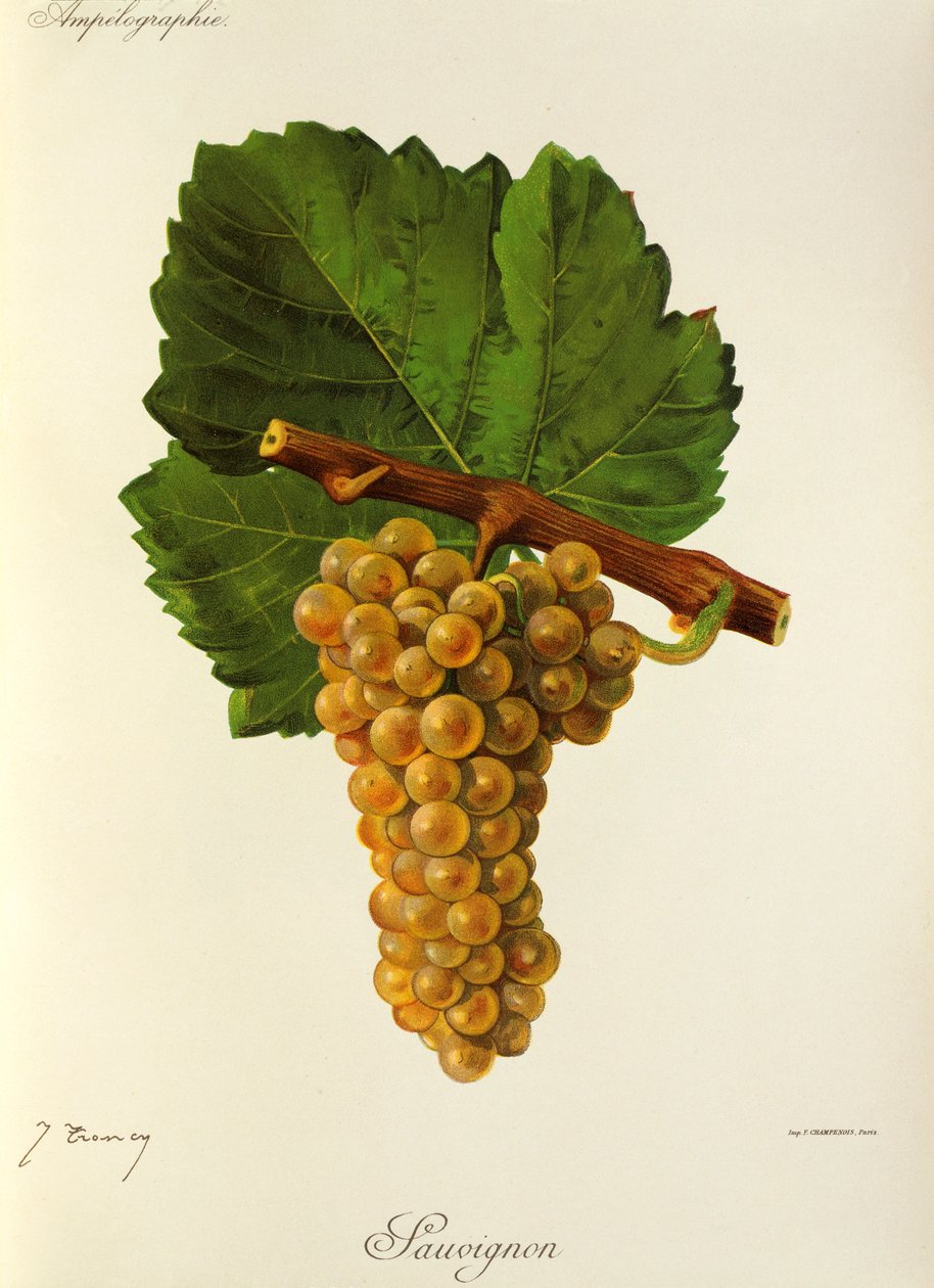 Raisin Sauvignon par J. Troncy - Jules Troncy