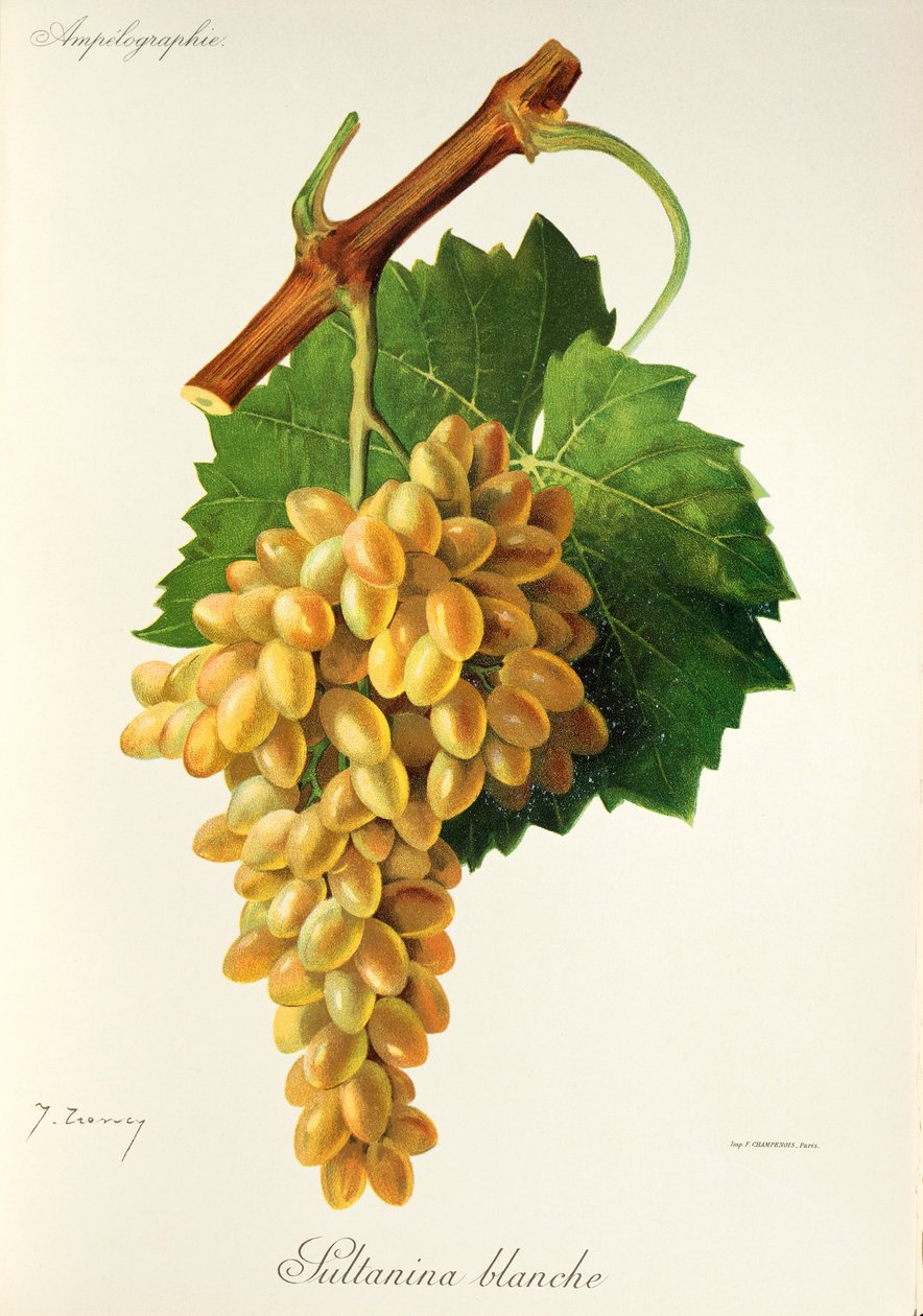 Raisin Sultanina Blanche par J. Troncy | Jules Troncy