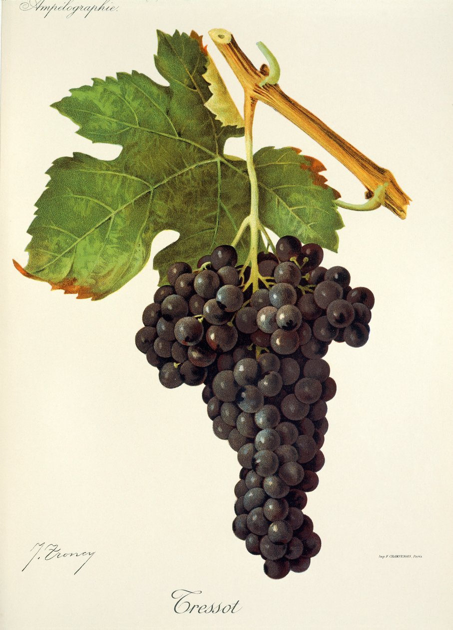 Raisin Tressot - Jules Troncy