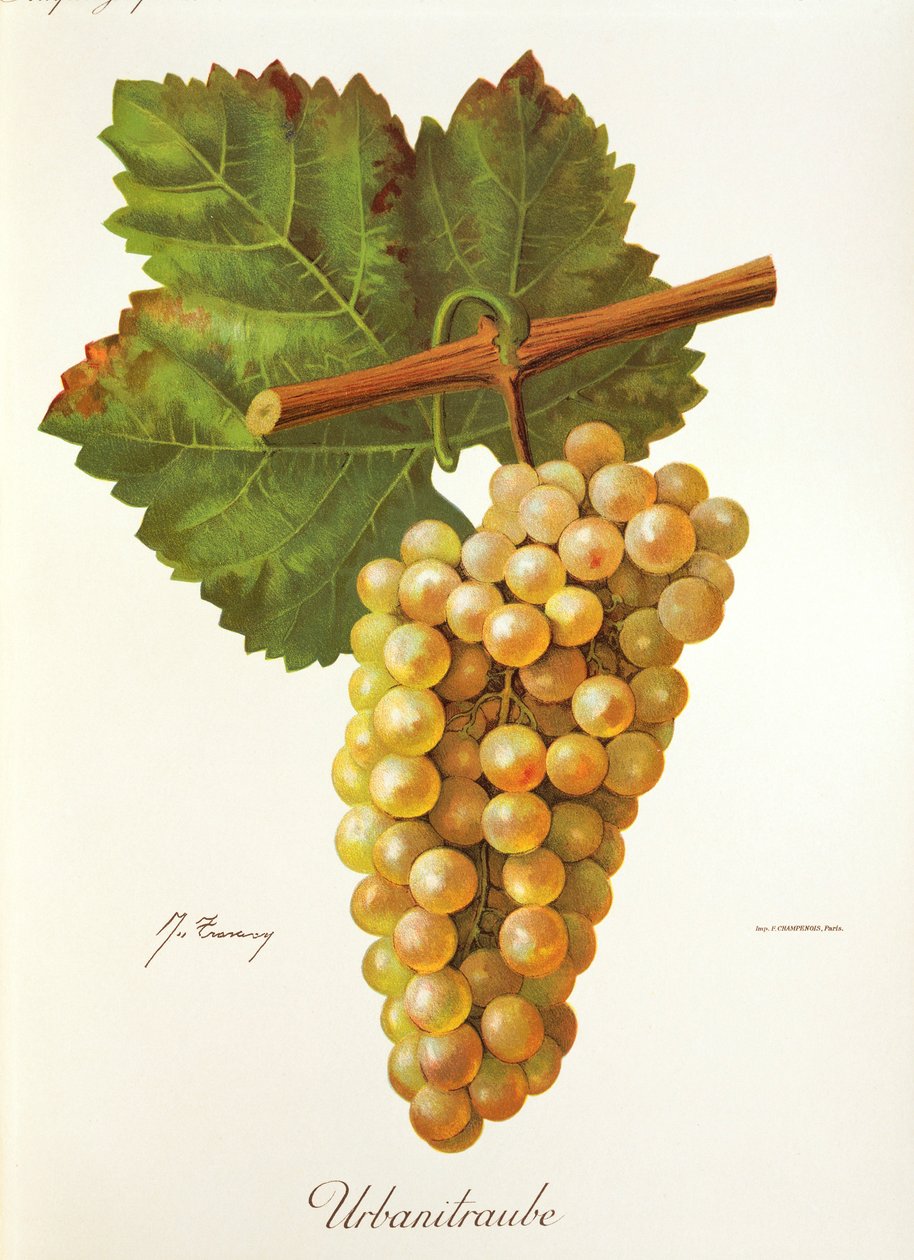 Raisin Urbanitraube par J. Troncy - Jules Troncy