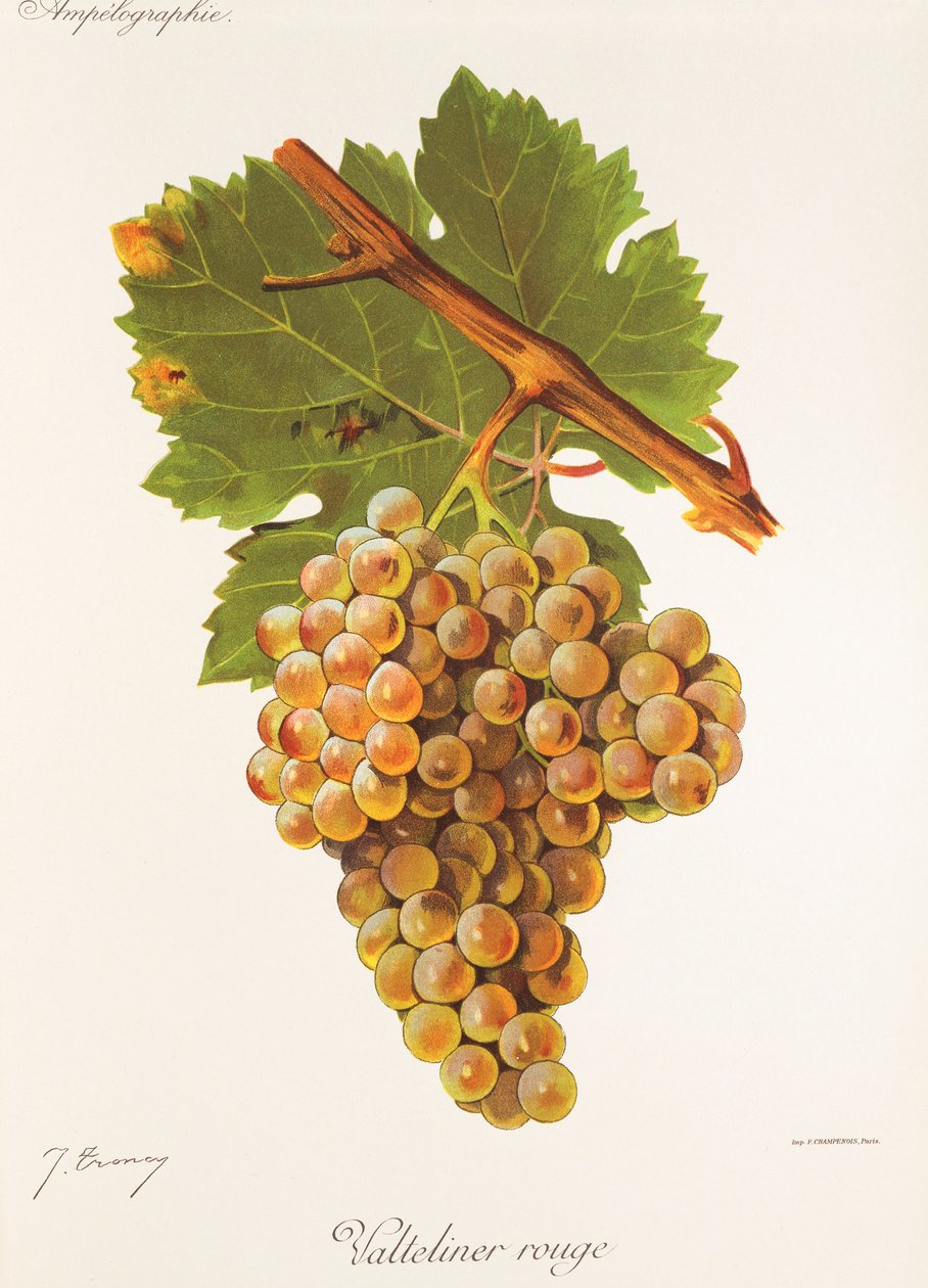 Raisin Valteliner Rouge - Jules Troncy