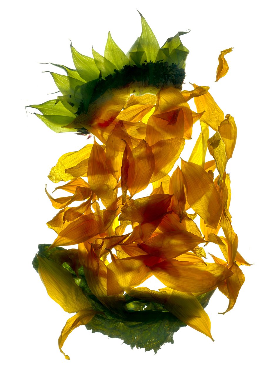 Chiquita Tournesol (photogramme numérique, tirage original numérique) - Julia McLemore