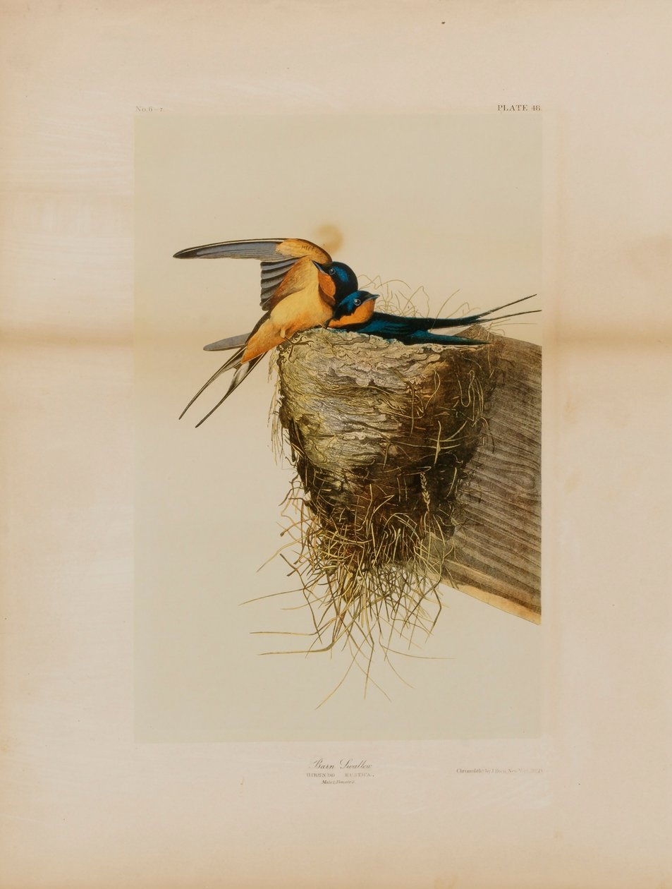 Hirondelle rustique - Julius Bien
