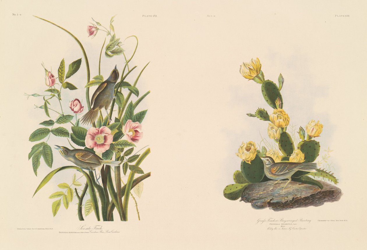 Pinson de bord de mer; et Pinson de Grafs ou Bruant à ailes bay - Julius Bien after John James Audubon