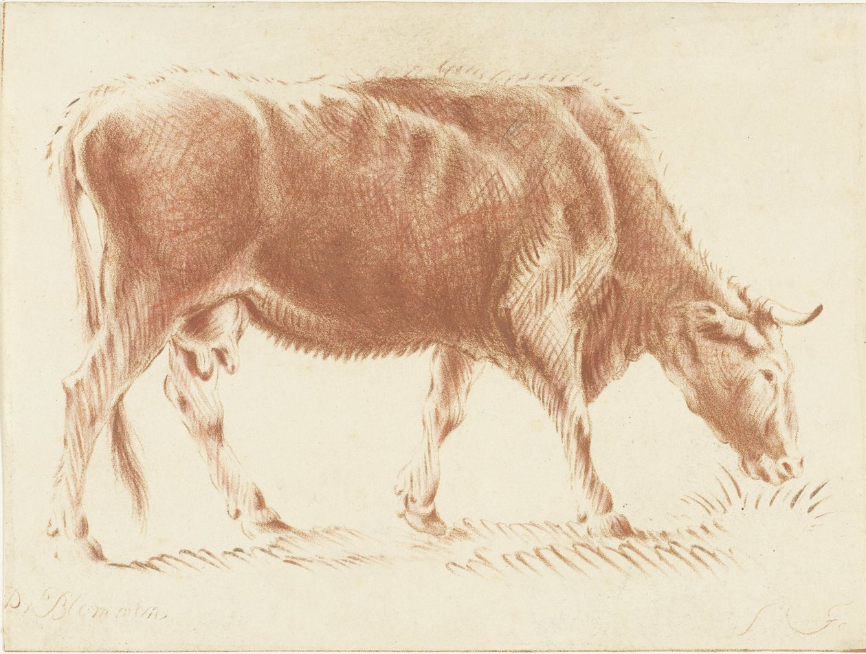 Vache broutant - Jurriaan Cootwijck