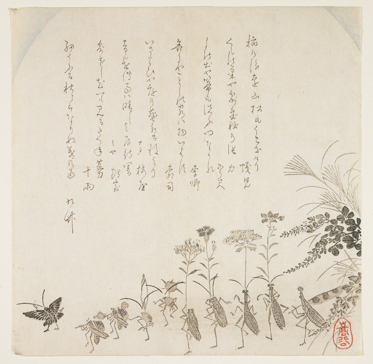 Fleurs d