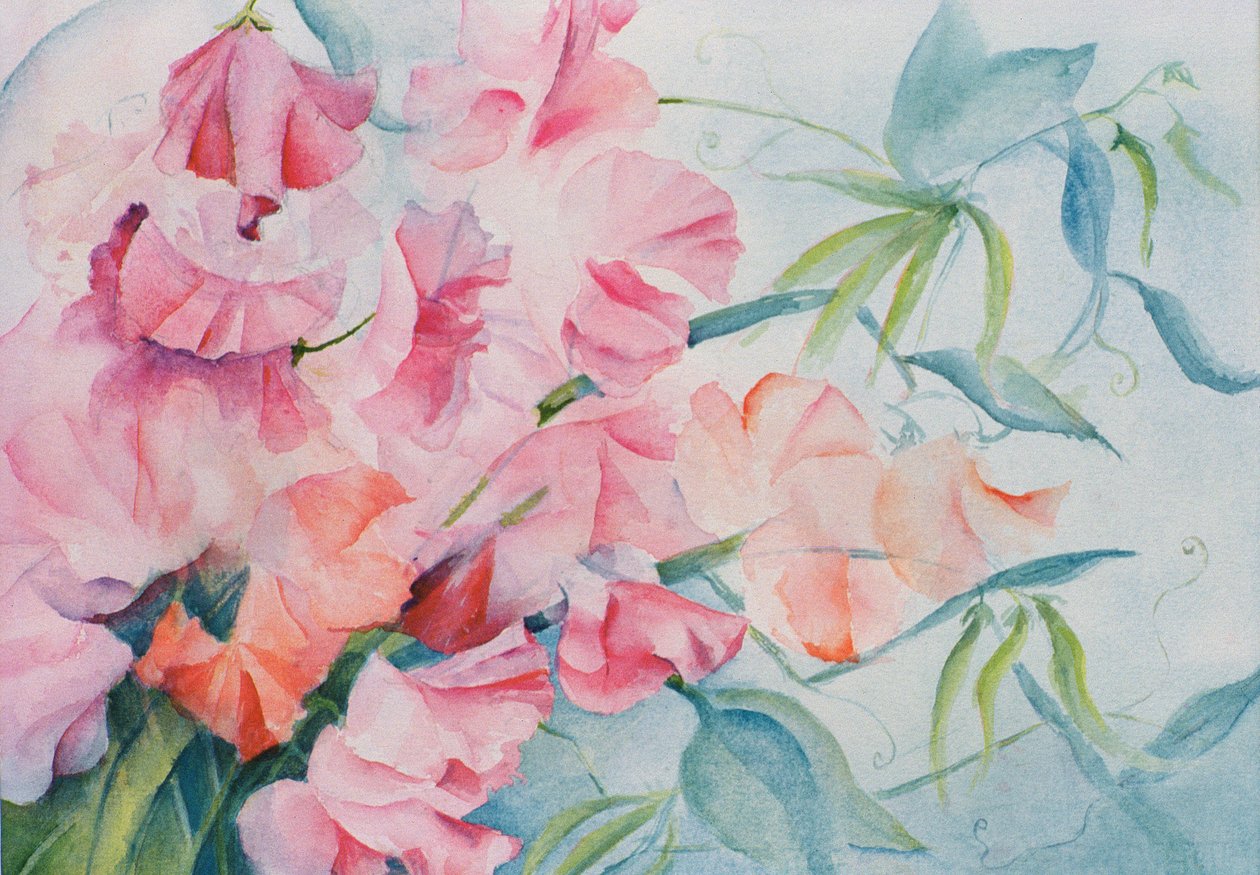 Lathyrus Odoratus, Pois de senteur (horizontal) - Karen Armitage