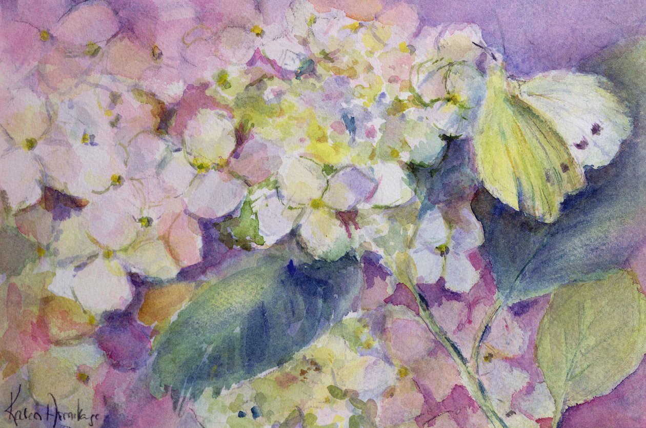 Papillon jaune pâle, Colias Hyale sur hortensia - Karen Armitage