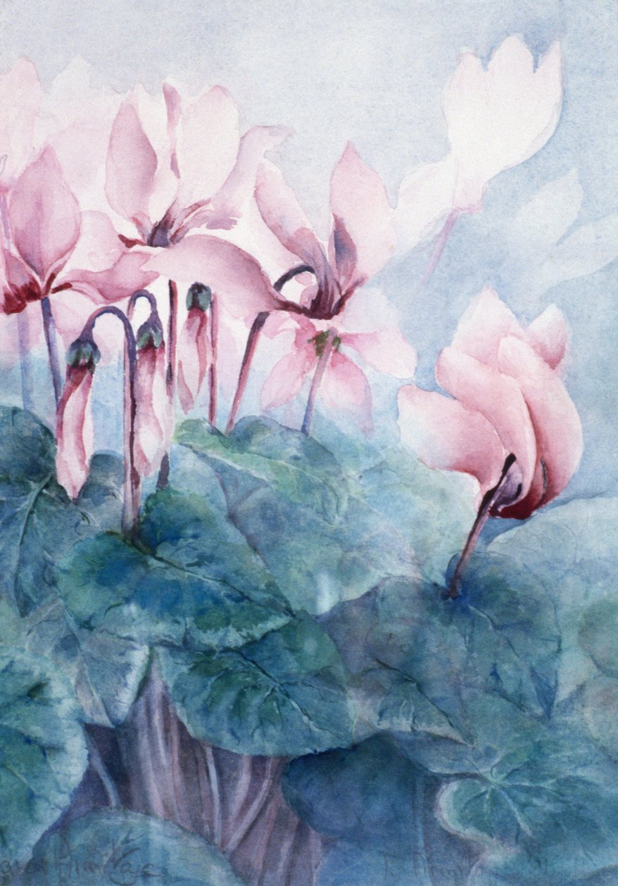 Cyclamen rose Pseudibericum - Karen Armitage