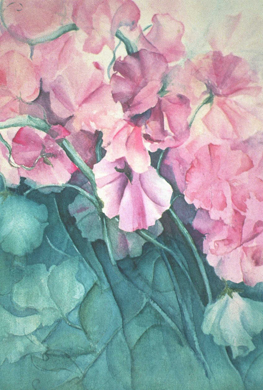 Pois de senteur, Fierté rose (vertical) - Karen Armitage