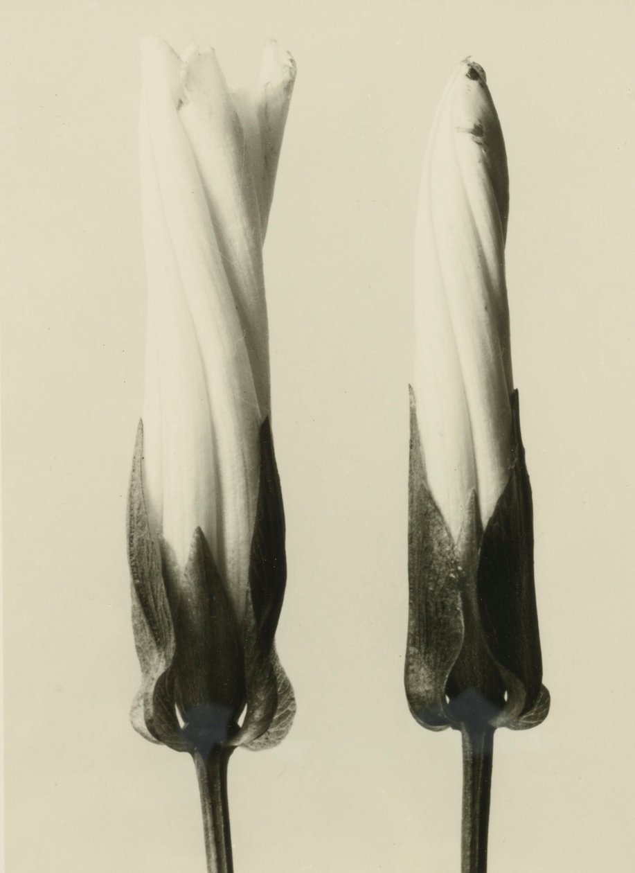 Calystegia sepium - Karl Blossfeldt