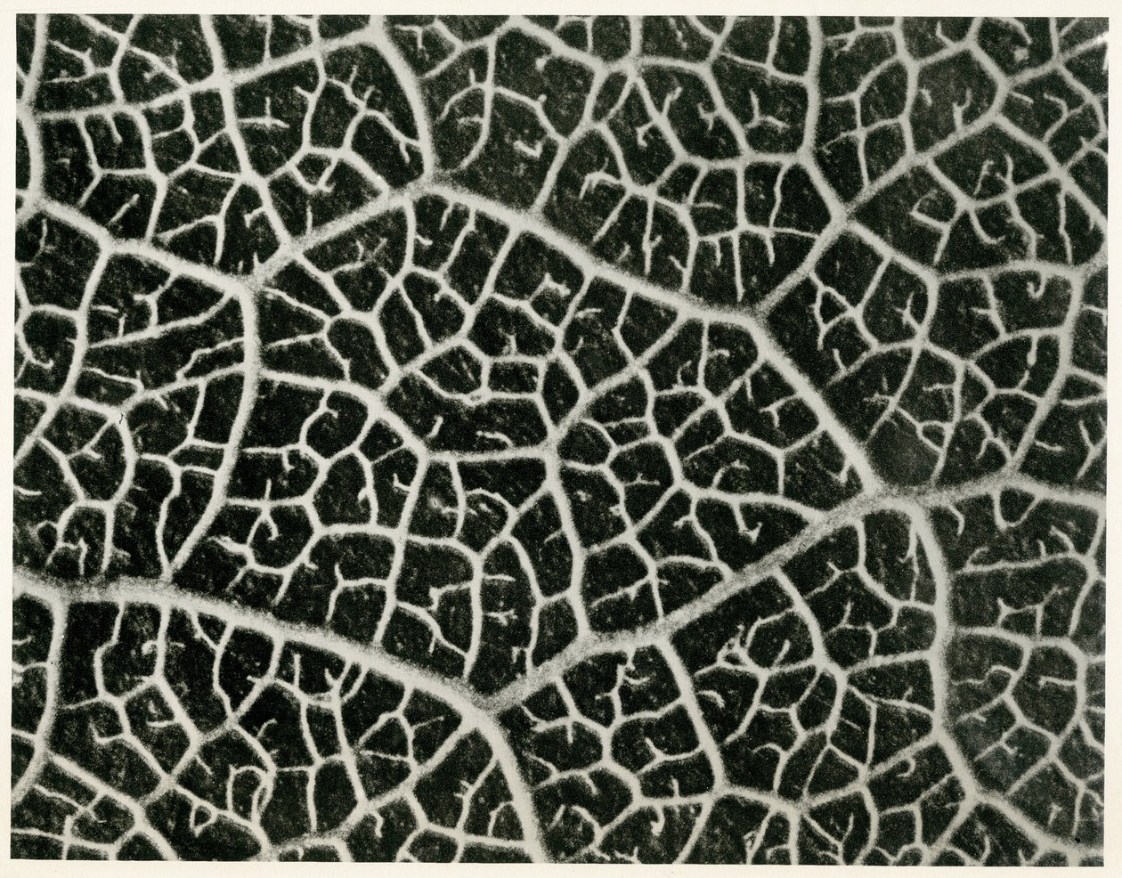 Columbia Blatt, 1929 - Karl Blossfeldt