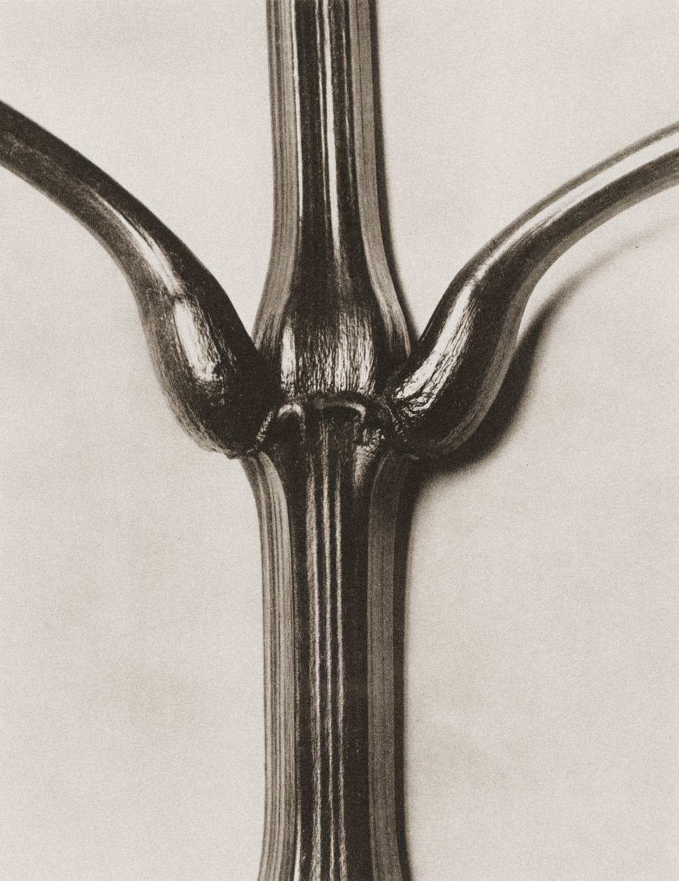 Impatiens glandulifera, 1929 - Karl Blossfeldt