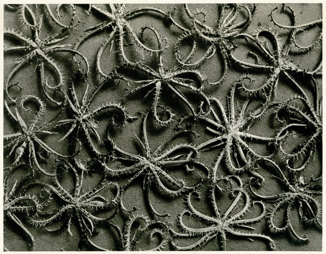 Koelpinia Linearis - Karl Blossfeldt