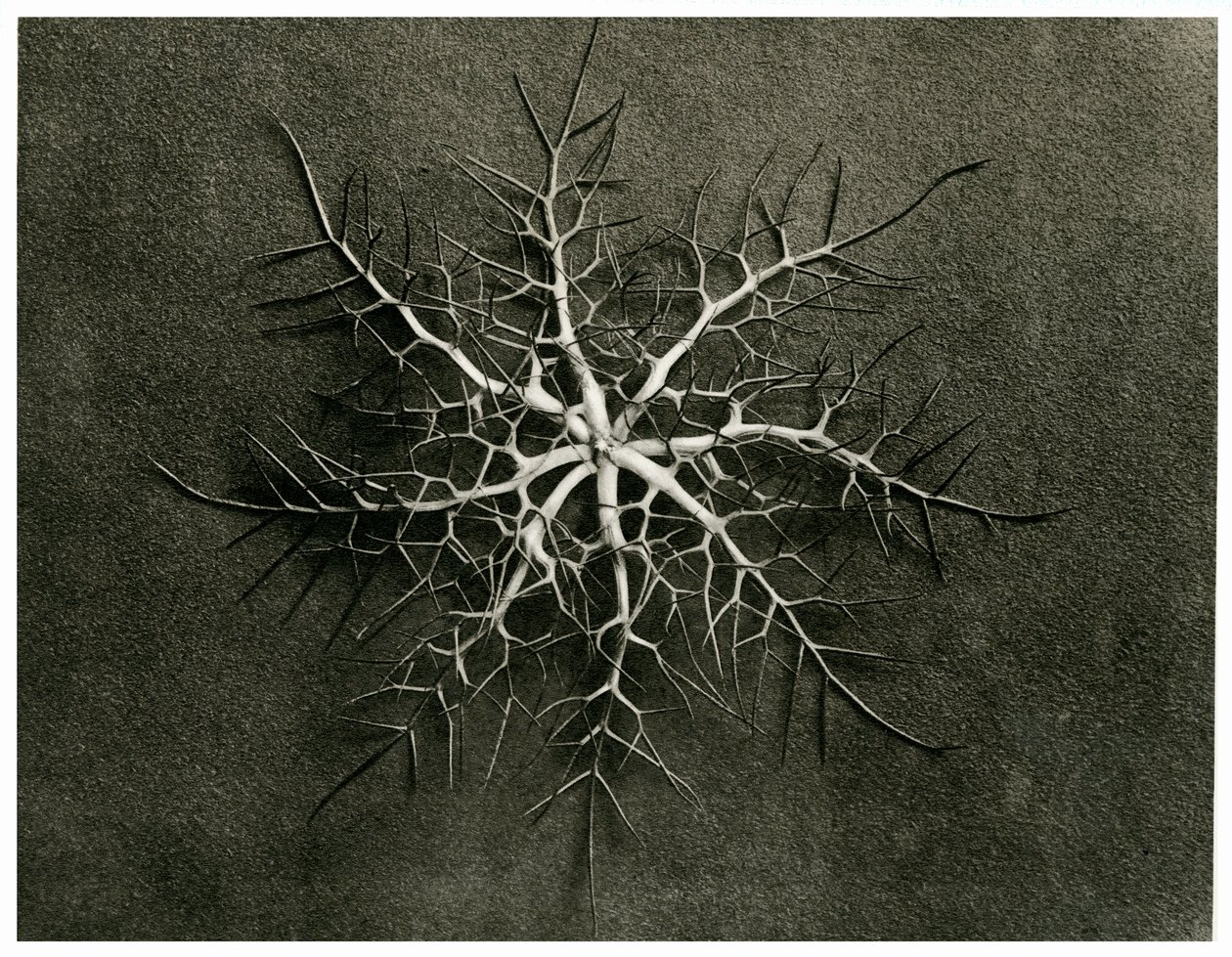 Nigella Damascena. 1929 - Karl Blossfeldt