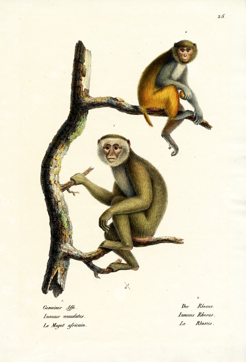 Macaque de Barbarie, 1824 - Karl Joseph Brodtmann