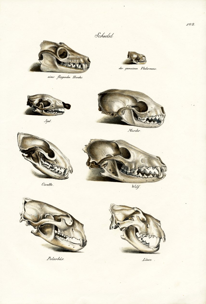 Crânes de carnivores, 1824 - Karl Joseph Brodtmann