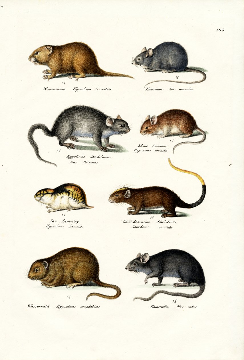 Différents types de souris, 1824 - Karl Joseph Brodtmann