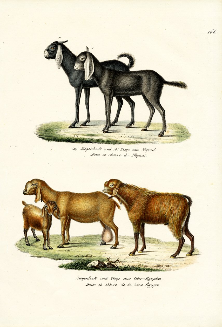 Chèvre - Karl Joseph Brodtmann