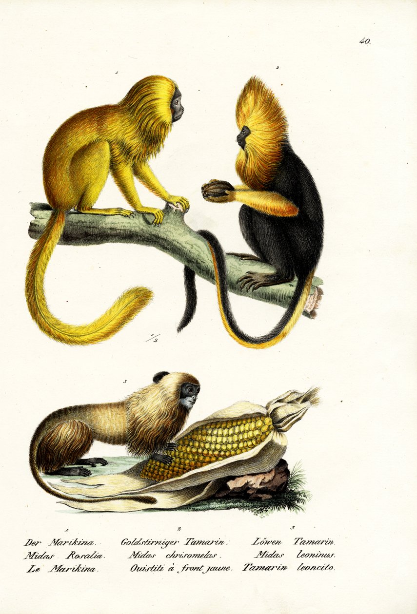Tamarin lion doré, 1824 - Karl Joseph Brodtmann