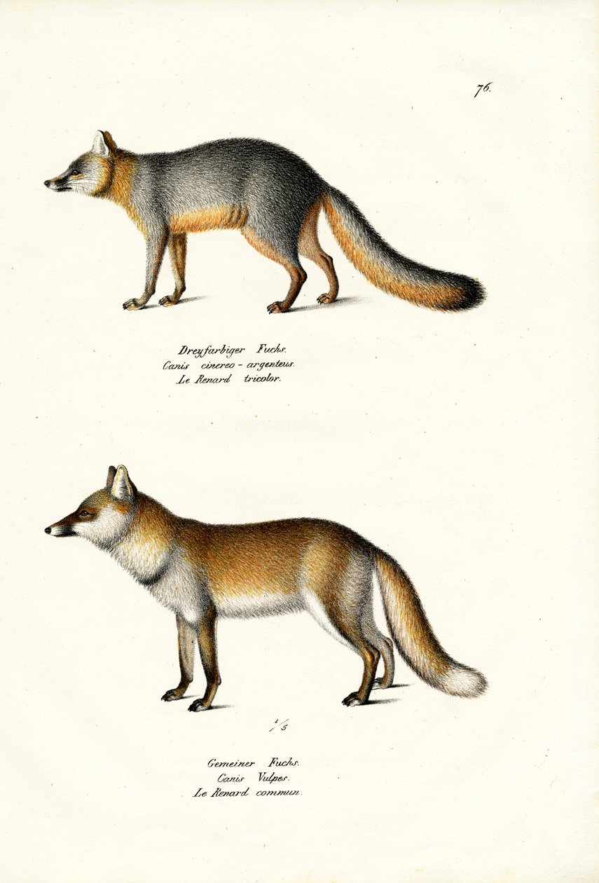 Renard gris, 1824 - Karl Joseph Brodtmann