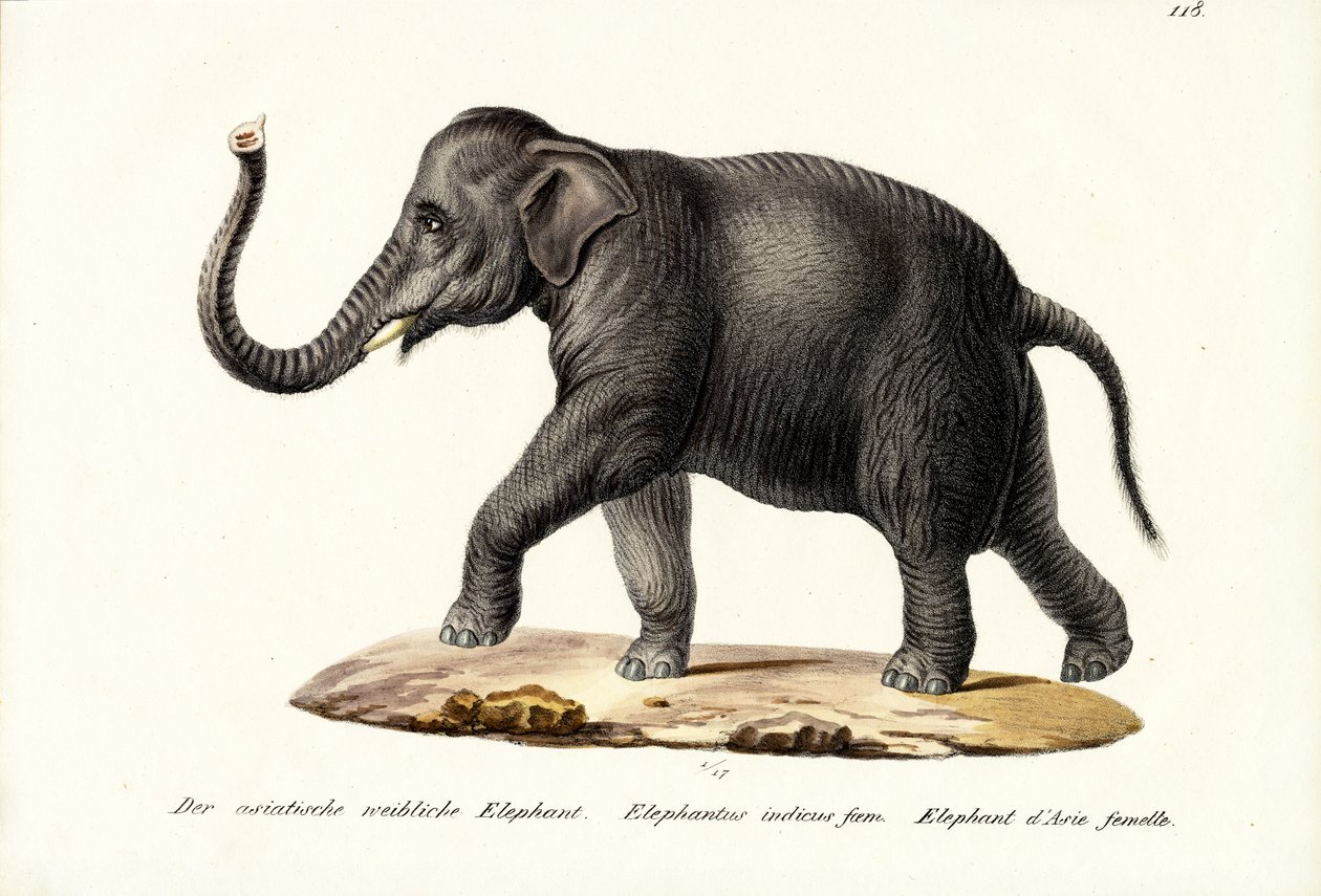 Éléphant Indien, 1824 - Karl Joseph Brodtmann